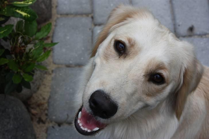 Blanding af racer Lulu - Hej med jer. Velkommen til min profil billede 1