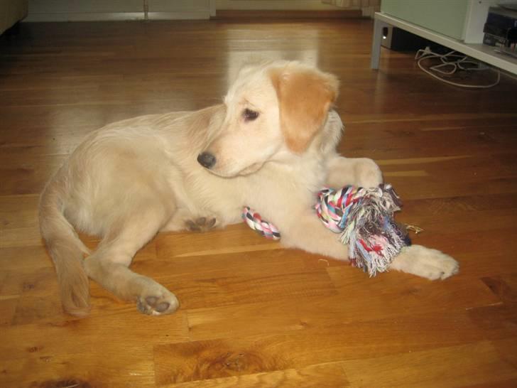 Blanding af racer Lulu - Her er jeg 4 mdr gammel, og lige flyttet hjem til min mor. billede 2