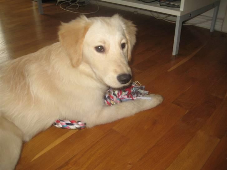 Blanding af racer Lulu - Er jeg ikke sød? billede 3