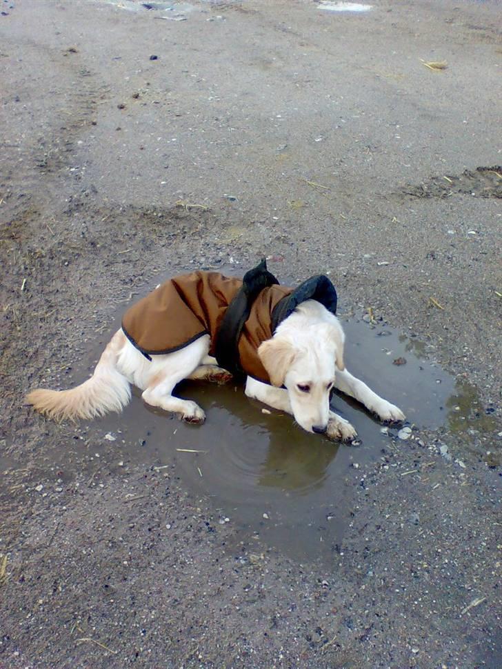 Blanding af racer Lulu - Min yndlingsbeskæftigelse.....vandpytter billede 5
