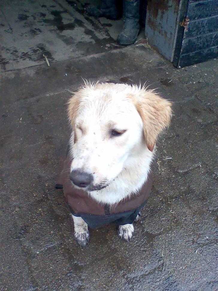 Blanding af racer Lulu - Sådan ser jeg ud det meste af tiden :) billede 7