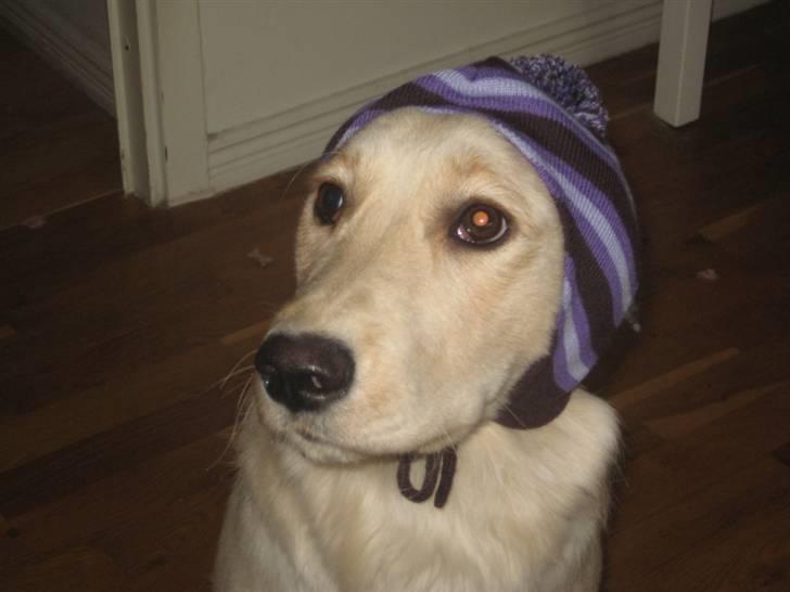 Blanding af racer Lulu - Altså, hvad man dog ikke skal finde sig i, bare fordi man skal køre på scooter. billede 8