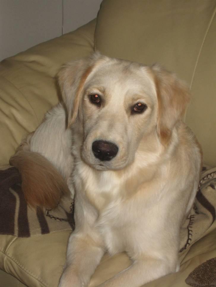 Blanding af racer Lulu billede 9