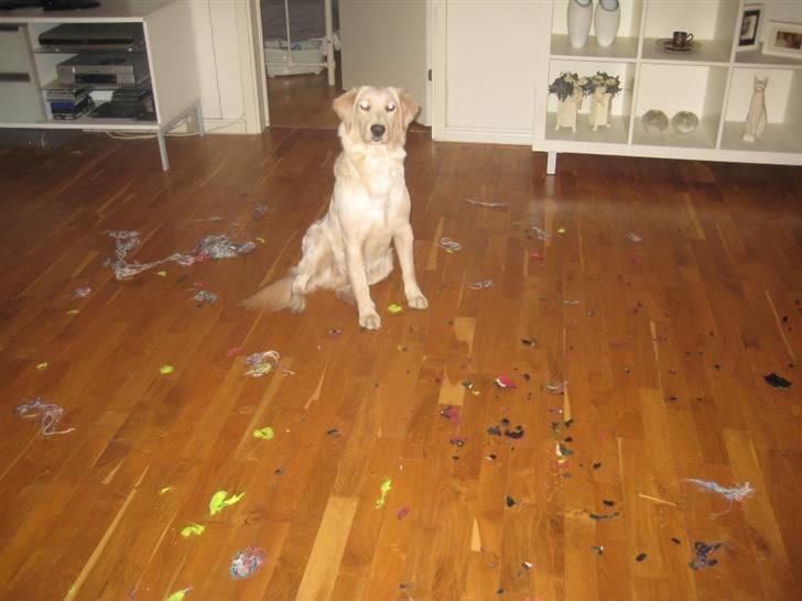 Blanding af racer Lulu - Jeg har absolut INTET med det rod at gøre ;) billede 10