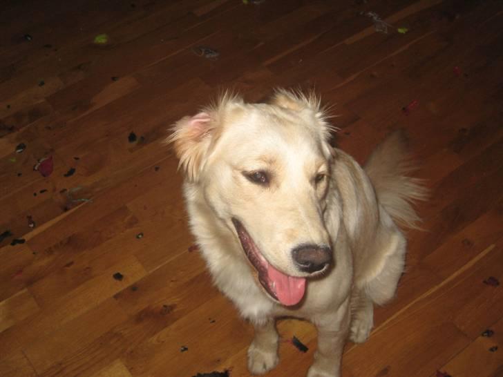 Blanding af racer Lulu - Hov, hvem har taget mine ører? billede 11