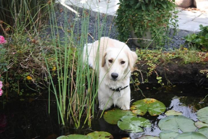 Blanding af racer Lulu - Sådan driver man bedstefar til vanvid :) billede 12