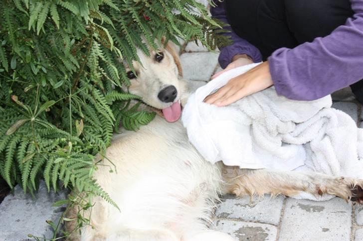 Blanding af racer Lulu - Og så må man tørres af moster Jose, så man undgår skældud billede 13
