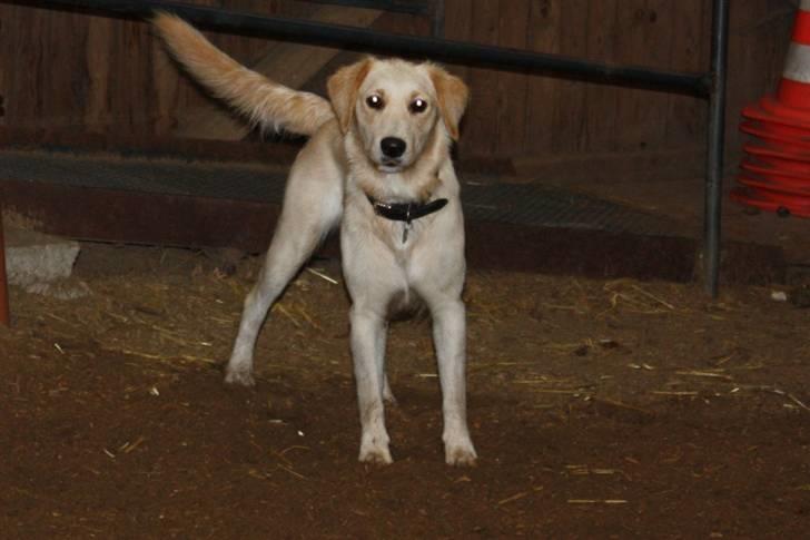 Blanding af racer Lulu - Skal vi lege? billede 14