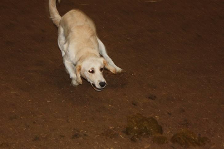 Blanding af racer Lulu - Grr.....nu kommer jeg og spiser dig, din grimme hestepære billede 15