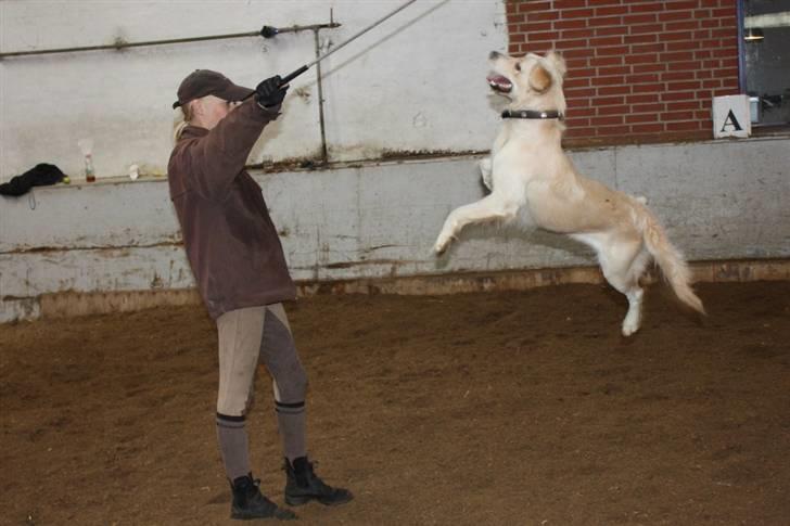 Blanding af racer Lulu - En fremtid som Cirkushund måske? billede 16
