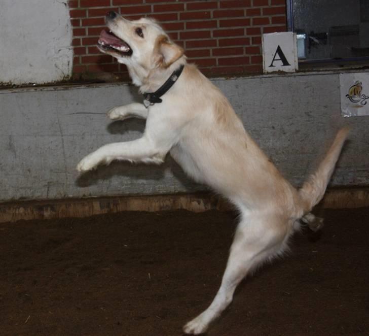 Blanding af racer Lulu billede 17