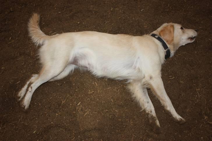 Blanding af racer Lulu - Åh jeg er træt nu! billede 18