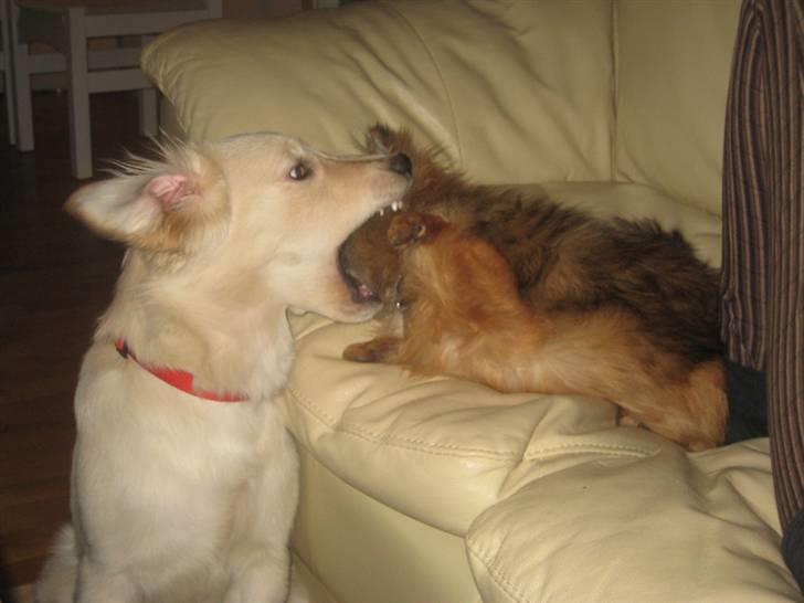 Blanding af racer Lulu - Dødens gab billede 19