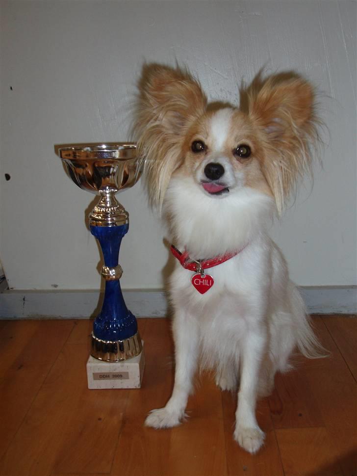 Papillon Chili - 1. præmie + certifikat. Udstilling sep 2009 billede 16