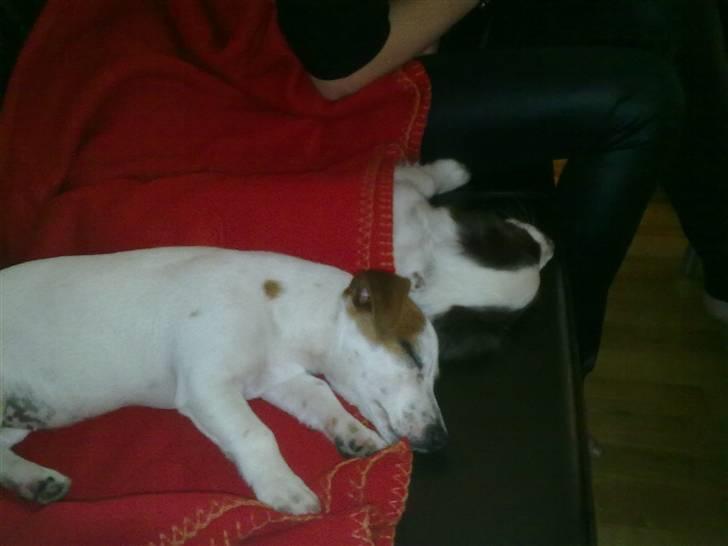 Jack russell terrier Mille - Ligger og putter med Salli billede 6