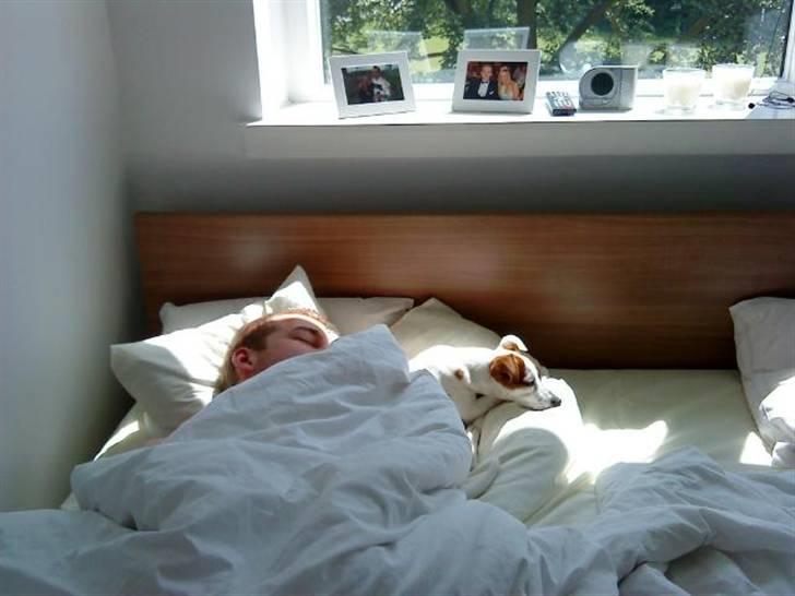 Jack russell terrier Mille - Mmm. hygge i sengen med far. godt han sover så jeg kunne snige mig op i sengen. billede 7