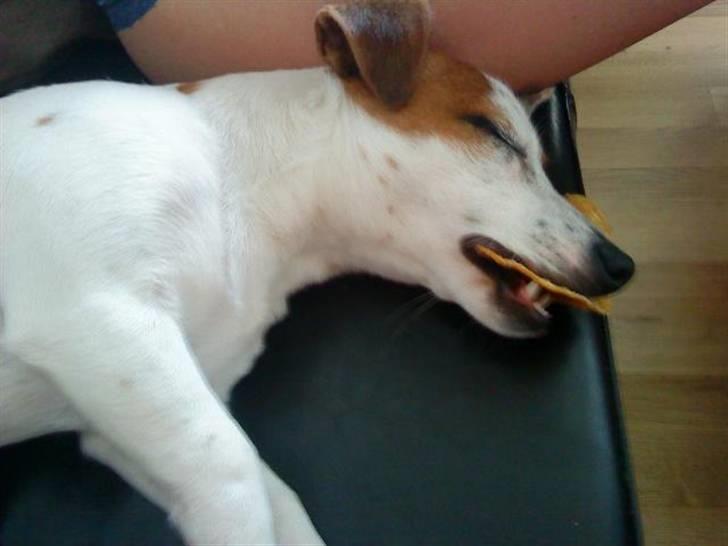 Jack russell terrier Mille - Puha faldt i søvn med tykkesko i munden billede 8