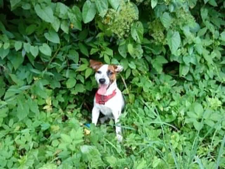 Jack russell terrier Mille - Dejligt med lidt kulde buske og skygge når det er så varmt. billede 9