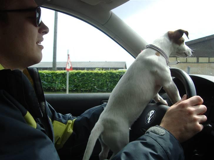 Jack russell terrier Mille - Kører bil med far billede 10