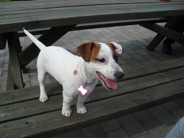 Jack russell terrier Mille billede 11