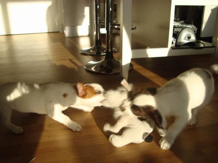 Jack russell terrier Mille - De 2 bamseødelæggere. Aargh billede 12