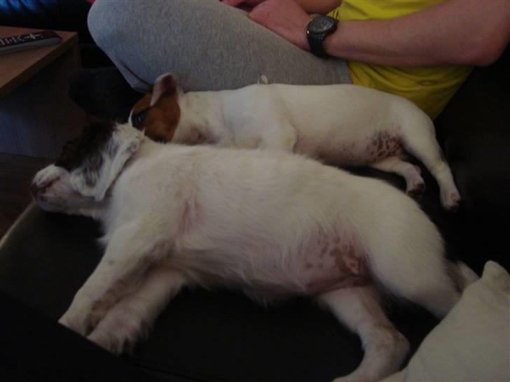 Jack russell terrier Mille - Så blev vi trætte, det er nu hårdt at sku ødelægge alle de legeting billede 13