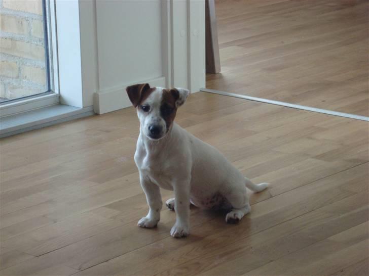 Jack russell terrier Mille billede 14