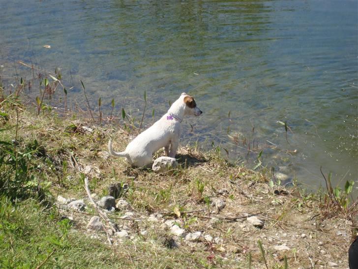 Jack russell terrier Mille - Vand, Hmm hvad skal jeg dog med det (Første gang Mille ser vand man kan bade i og hun skulle bestemt ikke derud) billede 15