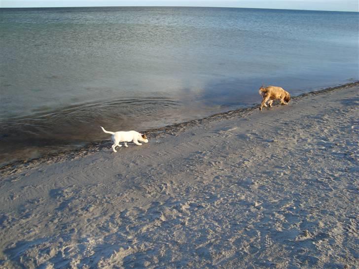 Jack russell terrier Mille - Men det nu dejligt nok bare at løbe i sandet ved vandet, har stadig ikk forstået pointen i at bade :-) billede 16