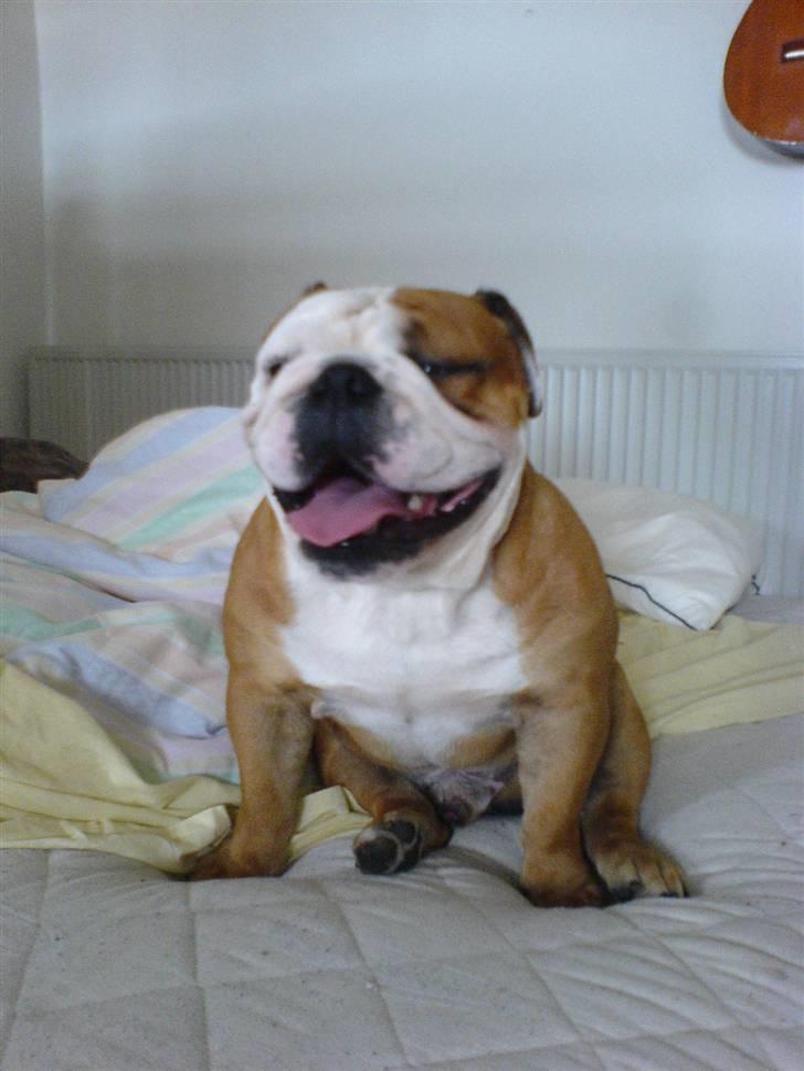 Engelsk bulldog Chucky billede 10
