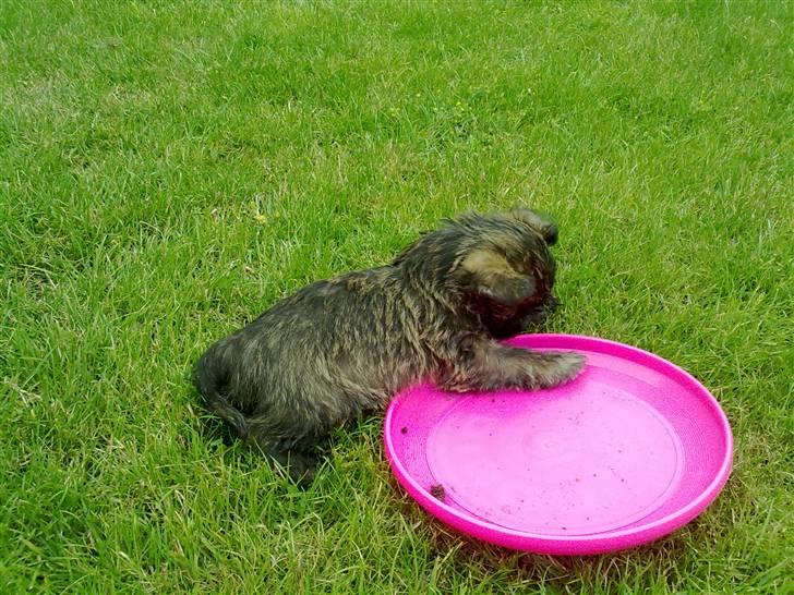 Cairn terrier Maya billede 4