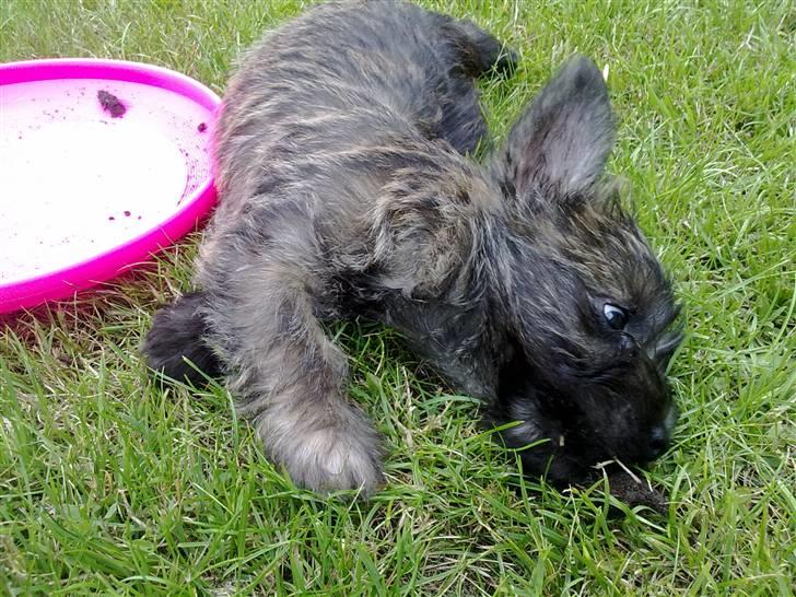 Cairn terrier Maya billede 3