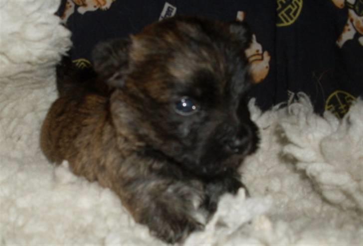 Cairn terrier Maya billede 8