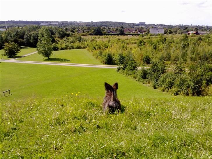 Cairn terrier Maya billede 10