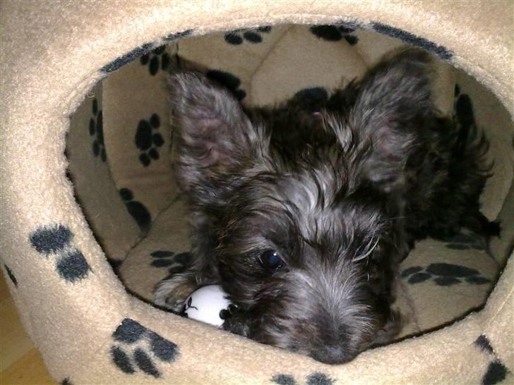 Cairn terrier Maya - stjæler lige kattens sove sted! ;) billede 11