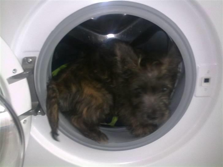 Cairn terrier Maya - hjælper altid gerne med vasketøjet:) billede 12