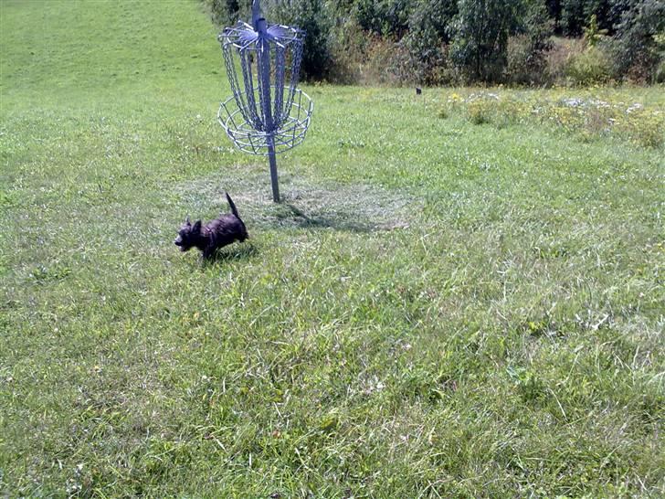 Cairn terrier Maya billede 13