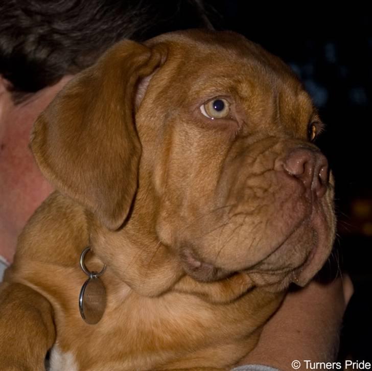 Dogue de bordeaux FRESZKA Lacrima Heliandum - Foto´et er taget af Ditte H Kennel Turners Pride  billede 10