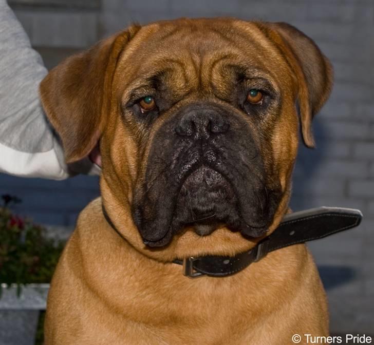 Dogue de bordeaux Saga von Nordniedersachen - Foto´et er taget af Ditte H Kennel Turners Pride billede 17