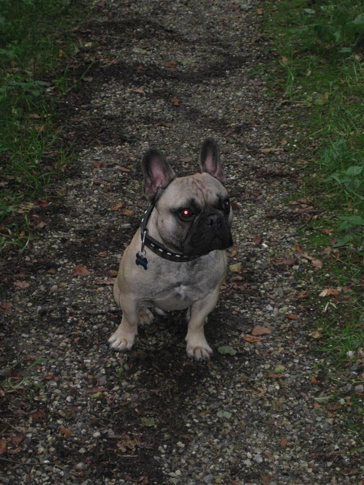 Fransk bulldog Felix - Han er så dygtig til og sætte sig, når man beder ham om det. billede 10