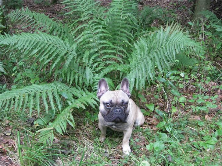 Fransk bulldog Felix - Mor skulle lige lege fotograf :-) billede 12