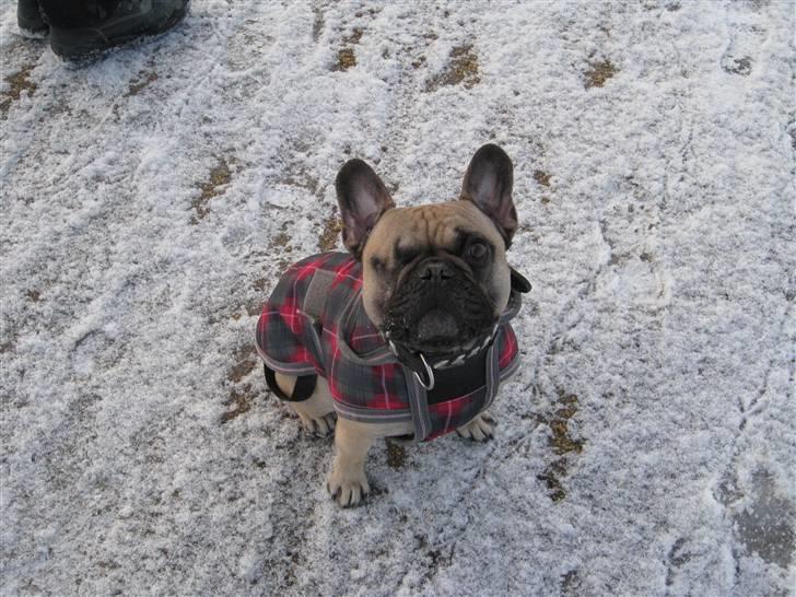 Fransk bulldog Felix - Felix i vinter tøjet :-) billede 14