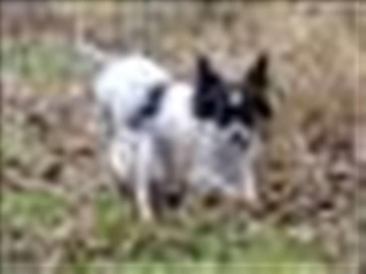 Blanding af racer Daisy billede 1