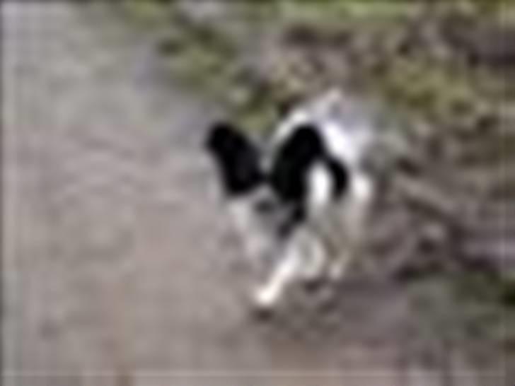 Blanding af racer Daisy billede 2