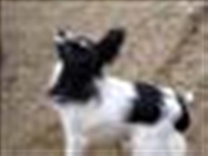 Blanding af racer Daisy billede 3