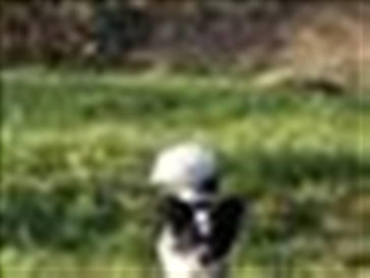 Blanding af racer Daisy billede 4