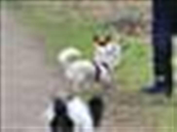 Blanding af racer Daisy billede 5