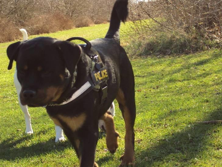 Rottweiler bimmer billede 2