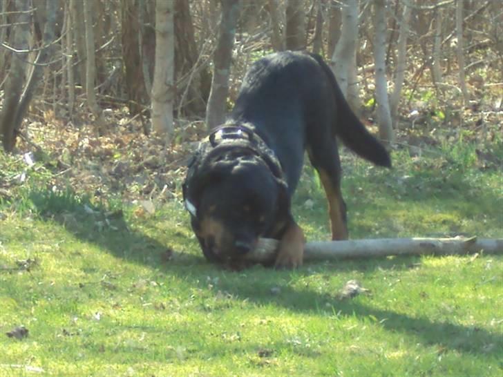 Rottweiler bimmer billede 3