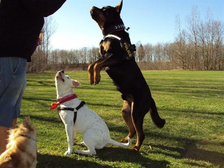 Rottweiler bimmer billede 4